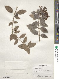 Viburnum tinus image