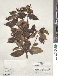 Viburnum tinus image