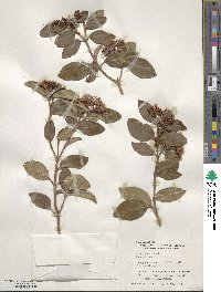 Viburnum tinus image