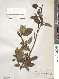 Viburnum tinus image