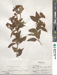 Viburnum tinus image