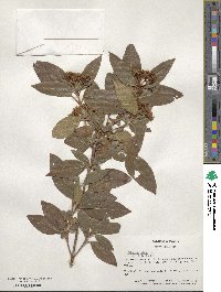 Viburnum tinus image