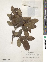 Viburnum tinus image