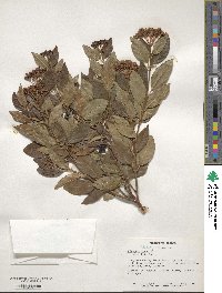 Viburnum tinus image