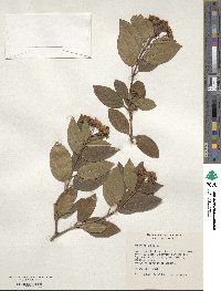 Viburnum tinus image