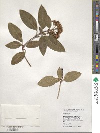 Viburnum tinus image