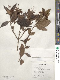 Viburnum tinus image