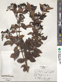 Viburnum tinus image