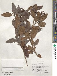 Viburnum tinus image