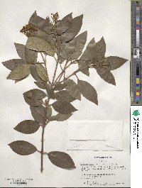 Viburnum tinus image