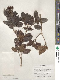 Viburnum tinus image