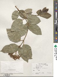 Viburnum tinus image