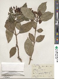 Viburnum tinus image