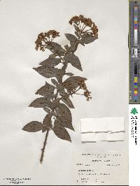 Viburnum tinus image