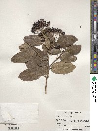 Viburnum tinus image