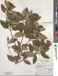 Viburnum tinus image