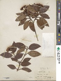 Viburnum tinus image