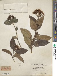 Viburnum tinus image