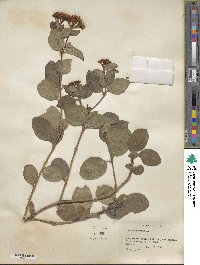 Viburnum tinus image