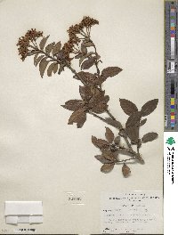 Viburnum tinus image