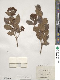 Viburnum tinus image