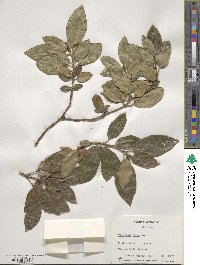 Viburnum tinus image