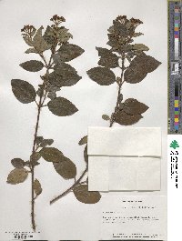 Viburnum tinus image