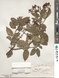 Viburnum tinus image