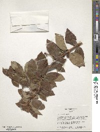 Viburnum tinus image