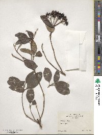 Viburnum tinus image