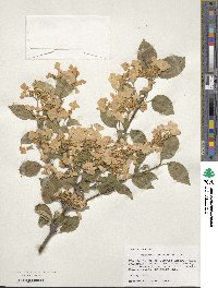 Viburnum tomentosum image