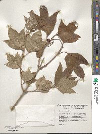 Viburnum opulus var. americanum image