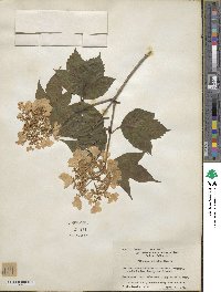 Viburnum opulus var. americanum image