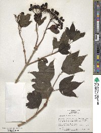 Viburnum opulus image