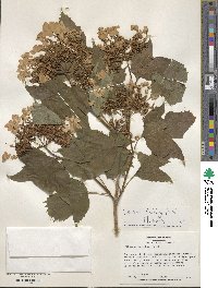 Viburnum opulus image