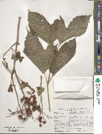 Viburnum opulus image