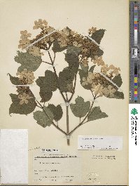 Viburnum opulus var. americanum image