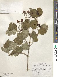 Viburnum opulus image