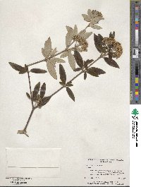 Viburnum utile image