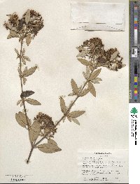 Viburnum utile image