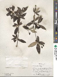 Viburnum utile image