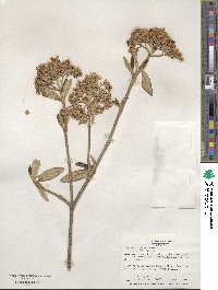 Viburnum utile image