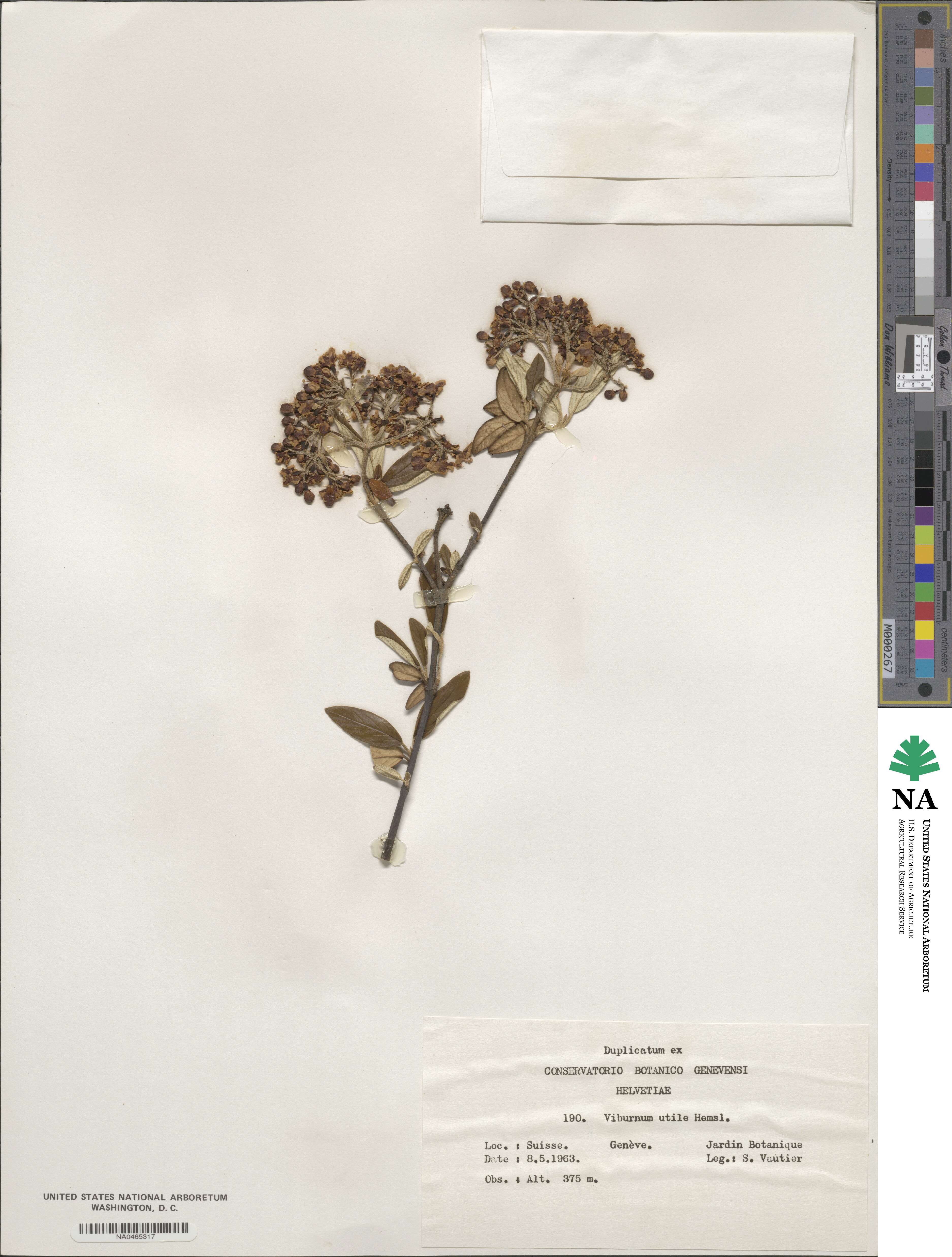 Viburnum utile image