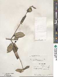 Viburnum utile image