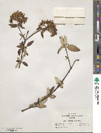 Viburnum utile image