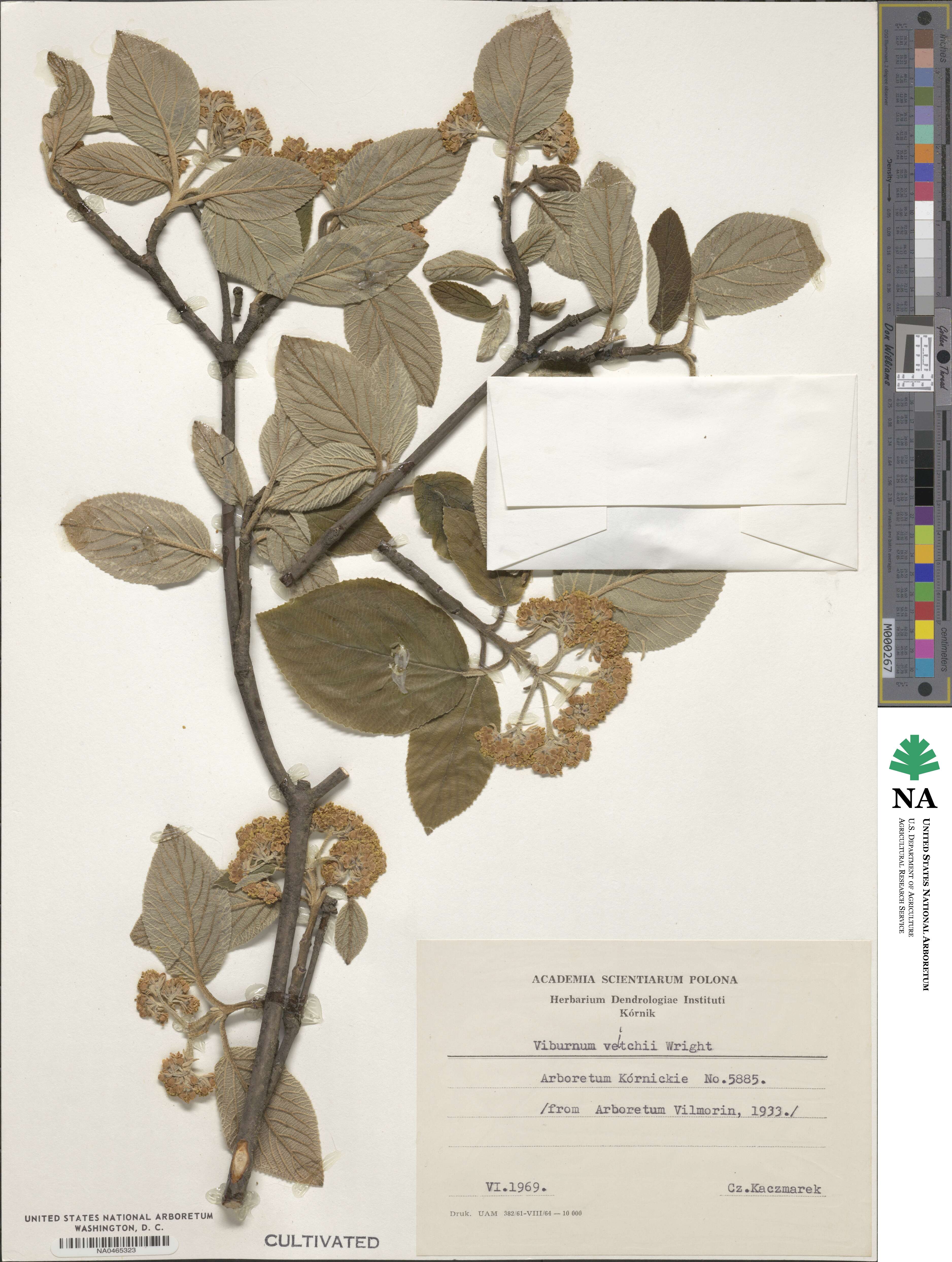 Viburnum glomeratum image