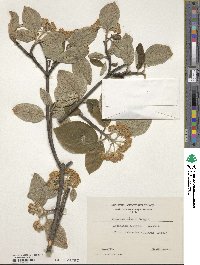 Viburnum glomeratum image