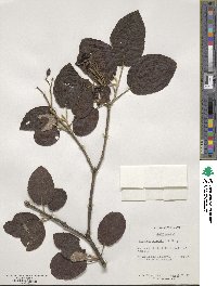 Viburnum glomeratum image