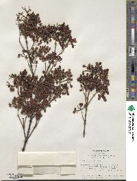 Viburnum betulifolium image