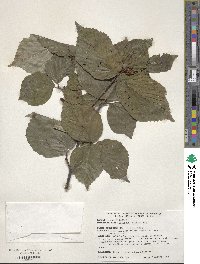 Viburnum wrightii image